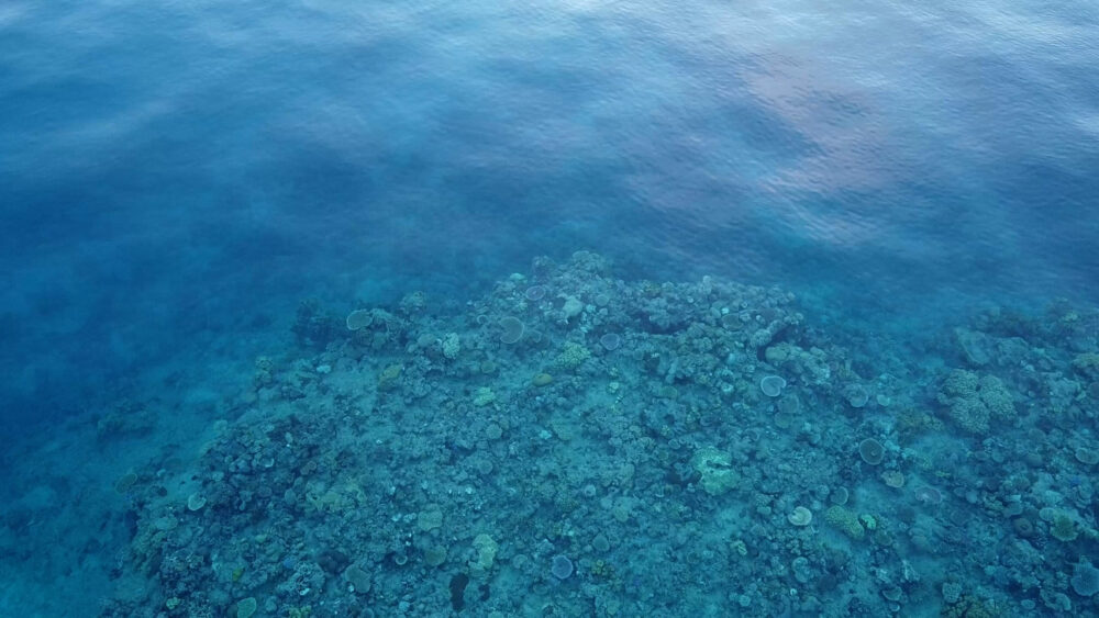 Marine & Reef