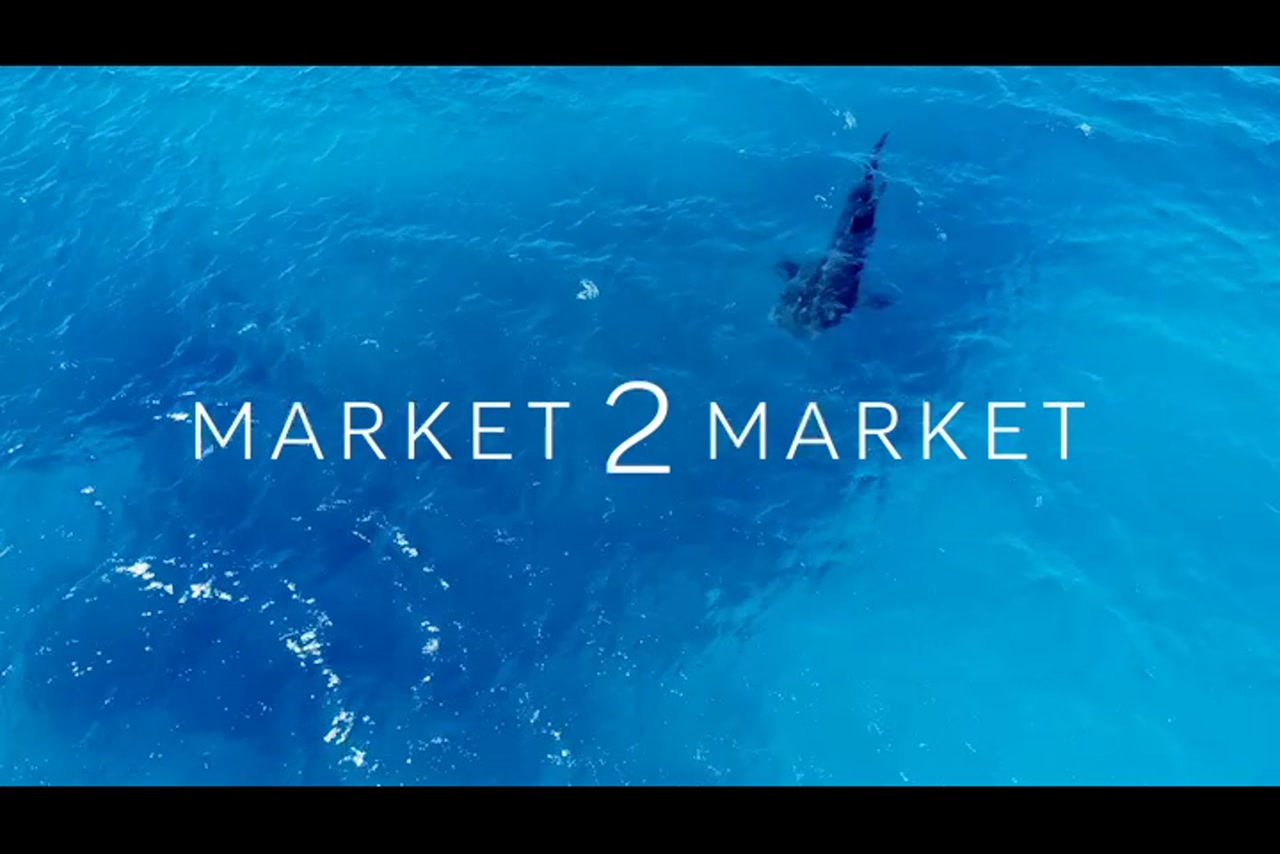Aerial Footage of Whale Shark swimming in Ocean