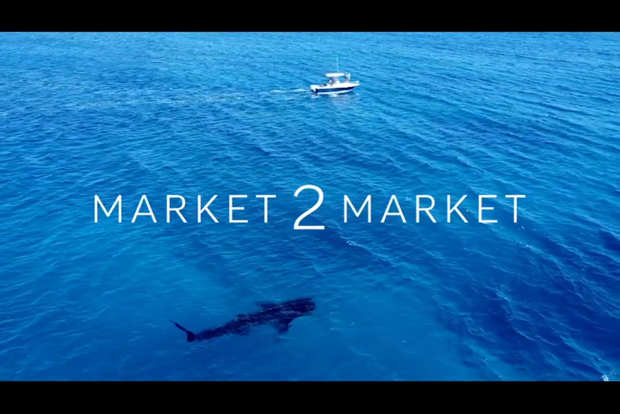 Aerial Footage of Whale Shark swimming in Ocean near a small boat
