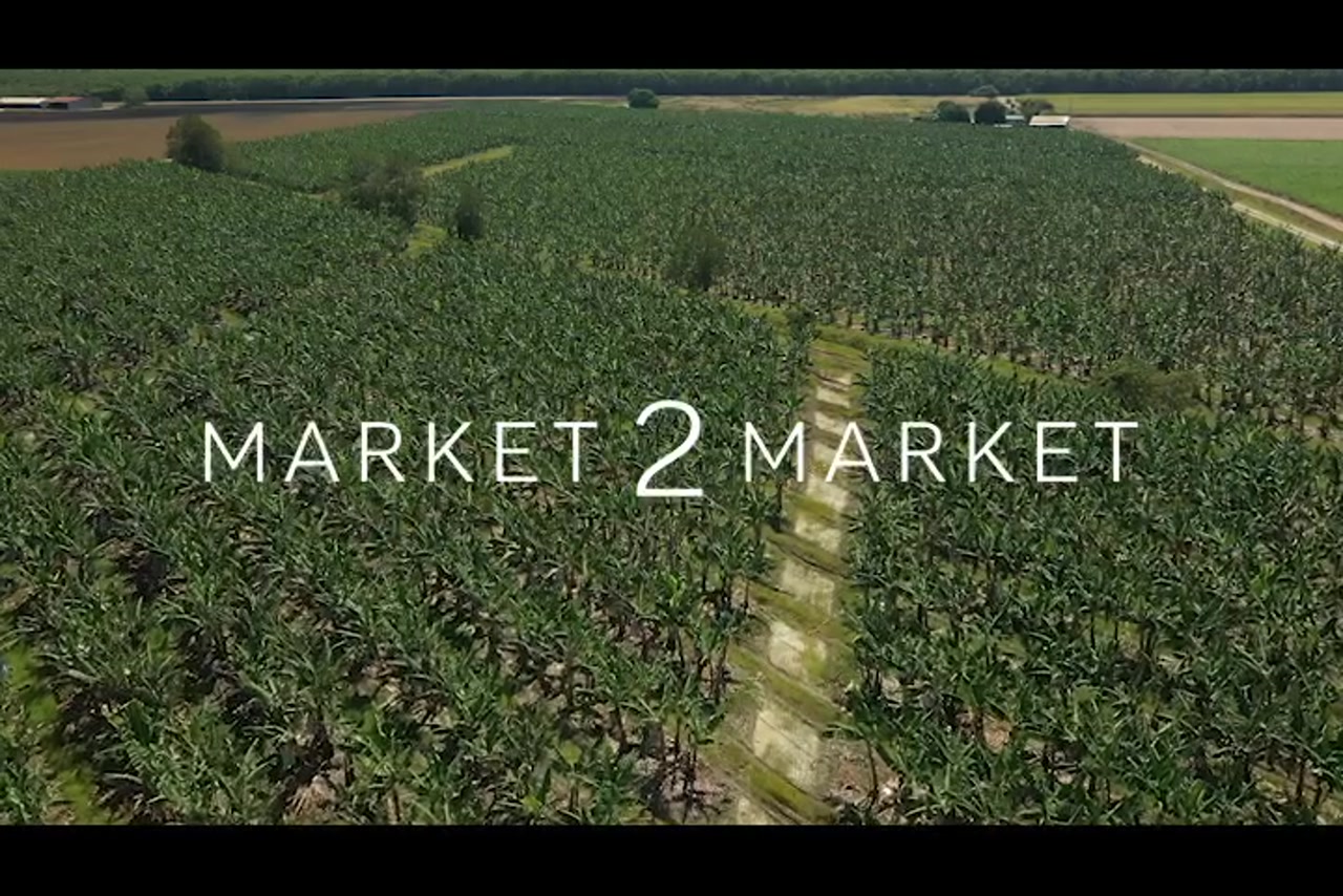 Aerial footage of fields of banana crops