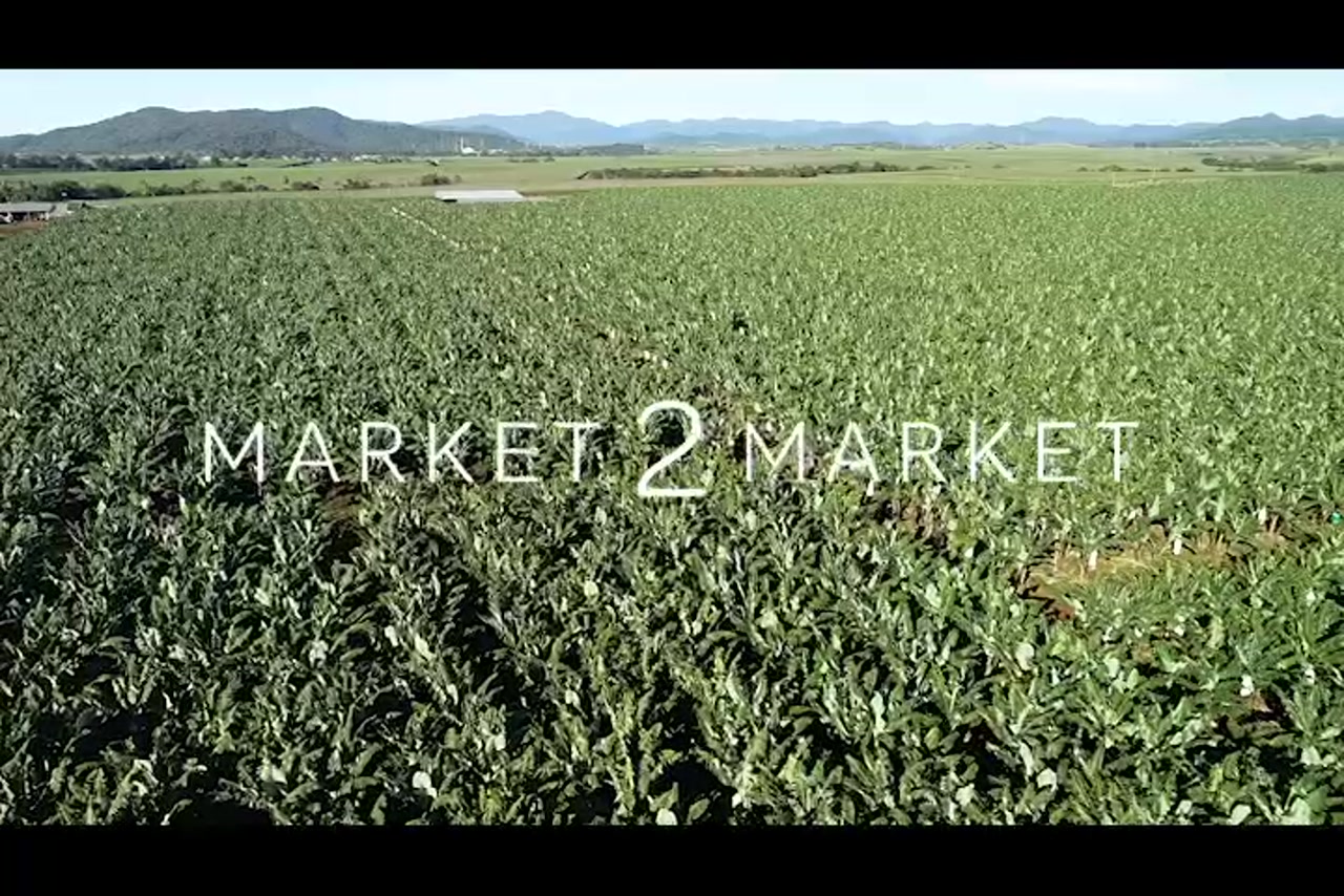 Aerial footage of fields of banana crops