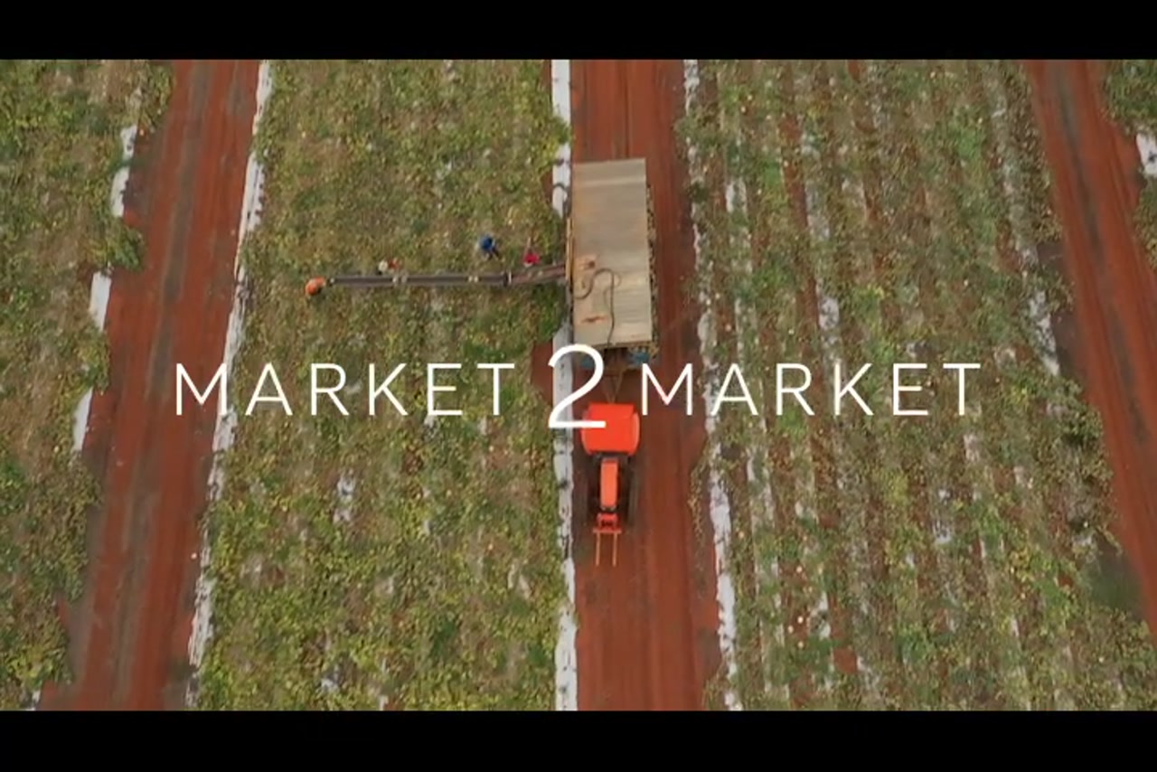 Aerial overhead footage of tractor and workers harvesting crops, North Queensland