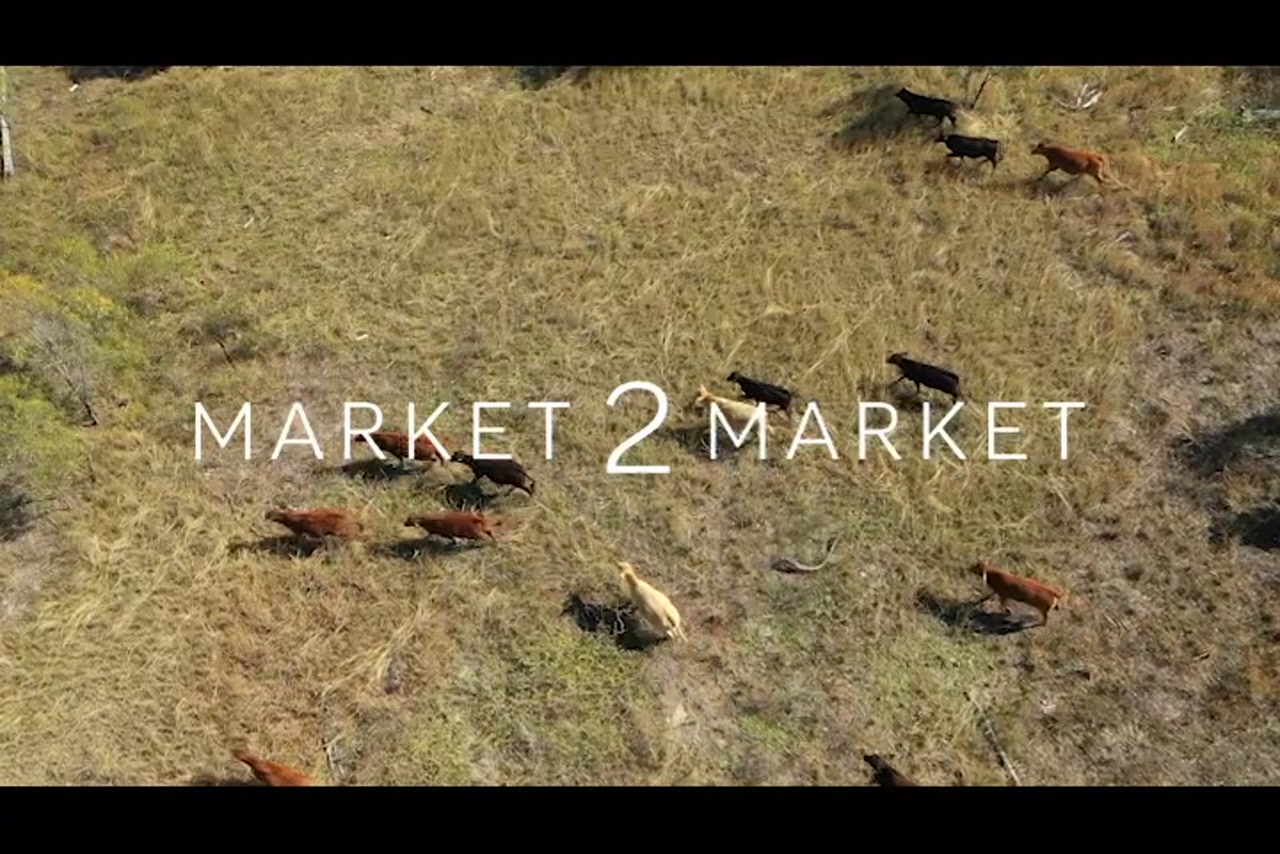 Overhead aerial footage of cattle running through a field
