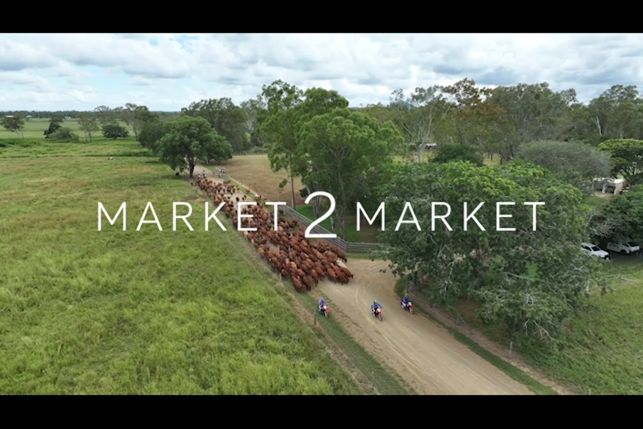 Aerial footage of a herd of cattle walking on a road in large pastoral property