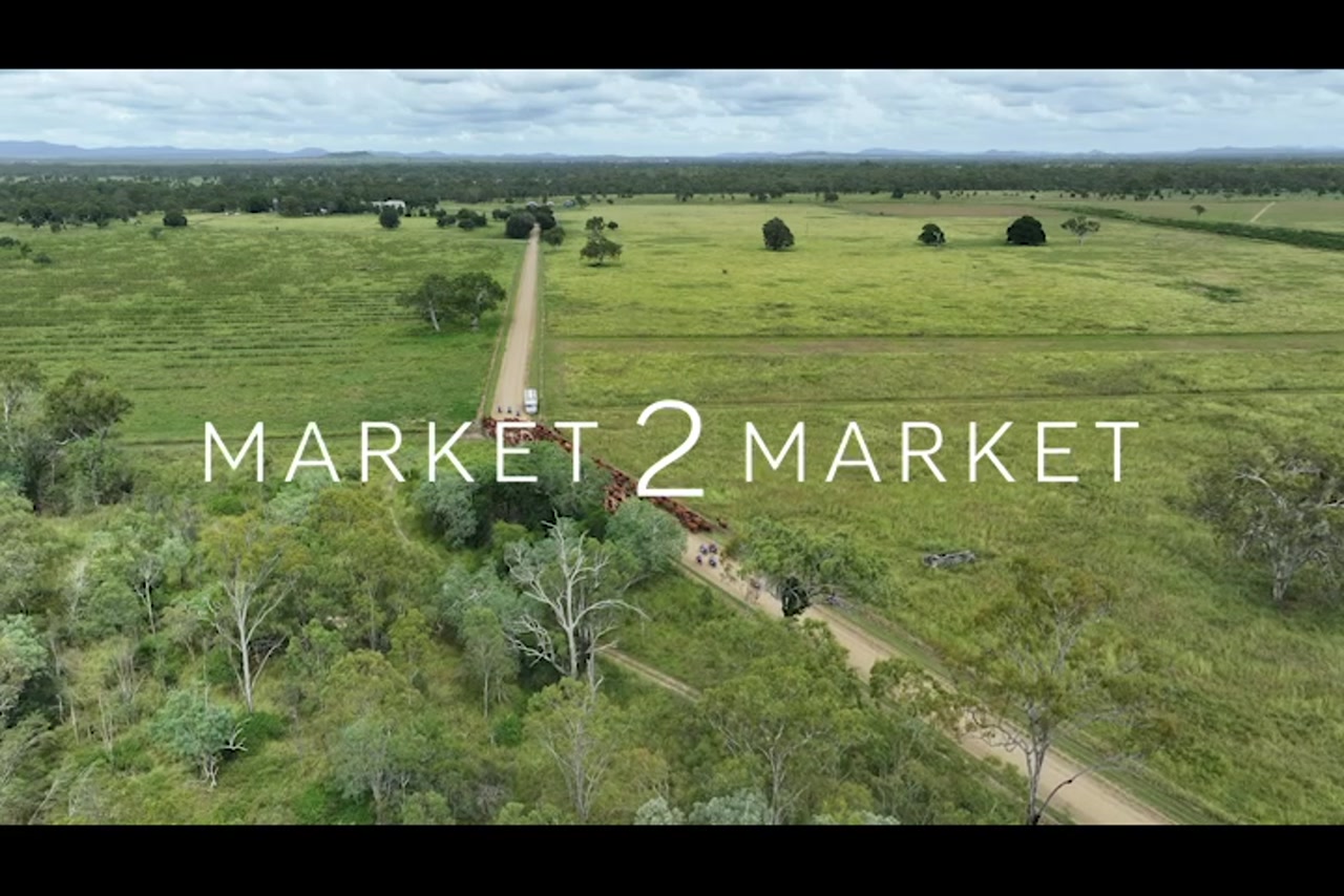 Aerial footage of a herd of cattle walking on a road in large pastoral property
