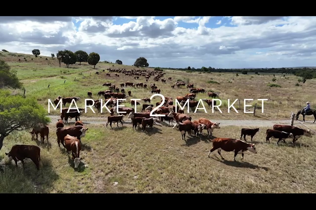 Aerial footage of a herd of cattle on a large pastoral property