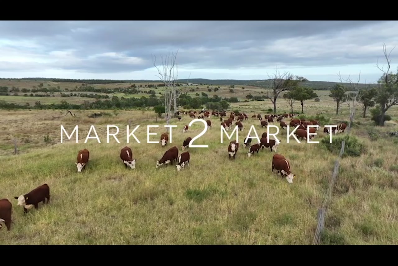 Aerial footage of a herd of cattle on a large pastoral property