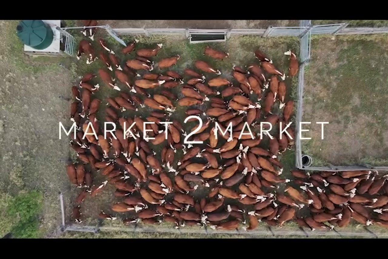 Overhead aerial footage of a herd of cattle in a fenced area