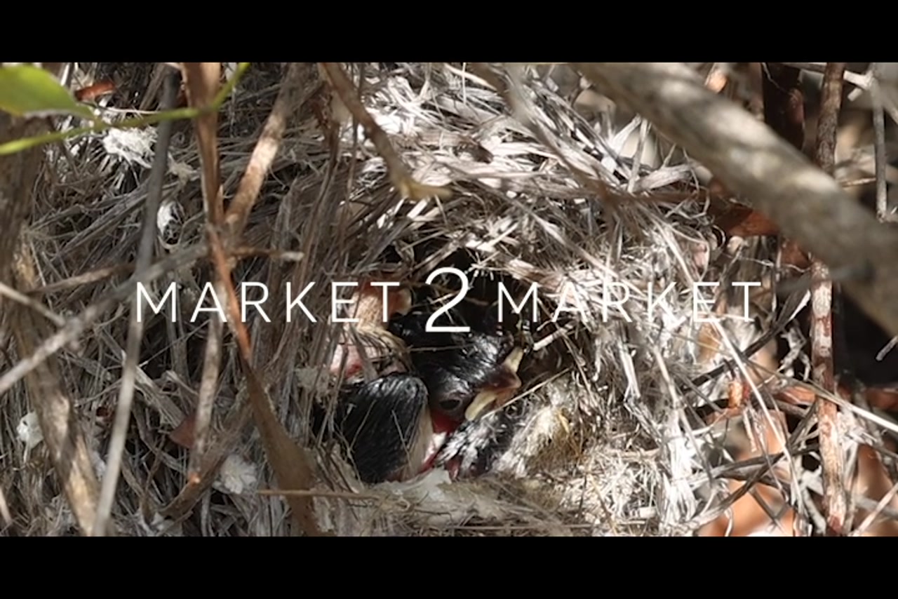 Baby Wren in a Nest while the parent Wrens feed them